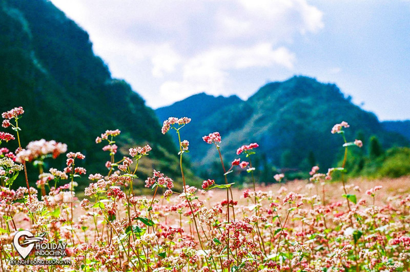 Bí quyết săn hoa Tam giác mạch Hà Giang cực 'chill'