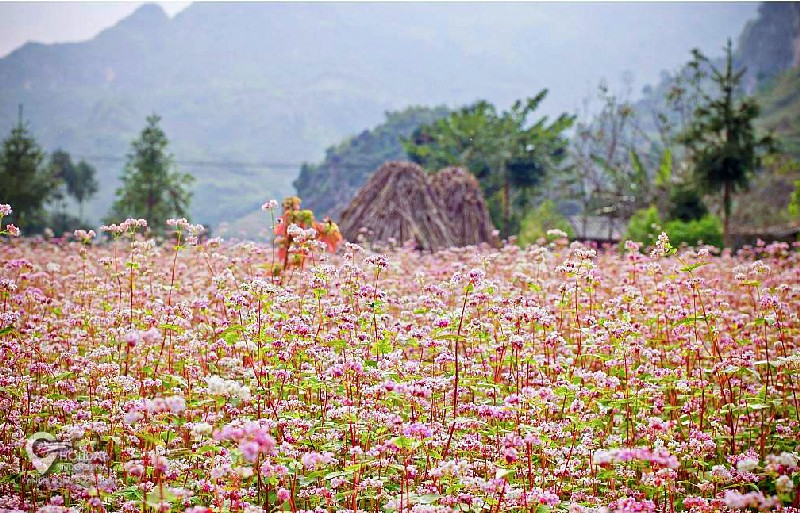 Say đắm trước vẻ đẹp Sủng Là mùa hoa tam giác mạch