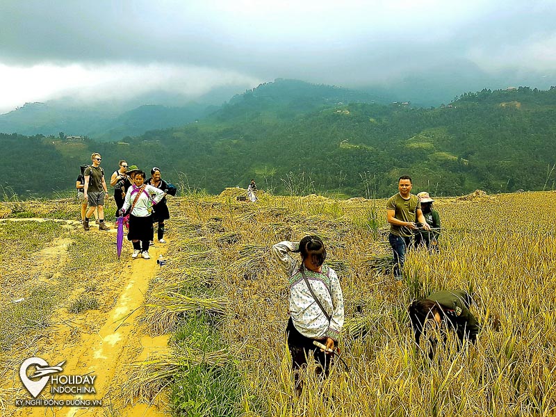 tour sapa hà nội